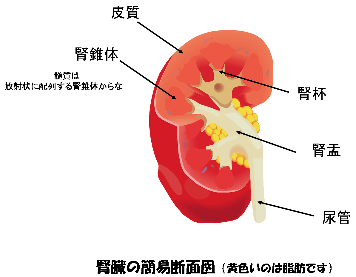 マクロ解剖生理学 １８ 腎臓 解剖学で使う知識 鍼灸師養成ブログ